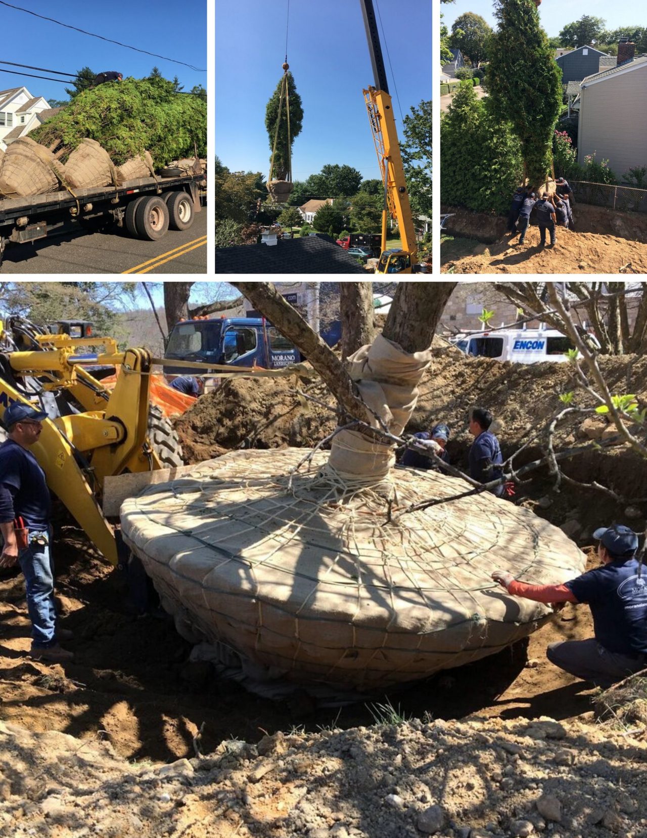 Tree Relocation in Doncaster | Tree Surgery in Doncaster